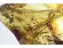 Very Rare Dragonfly Odonata. Fossil insect in Baltic amber #6960