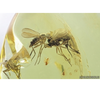 Three Long-legged flies Dolichopodidae and More. Fossil insects in Baltic amber #6975