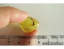 Three Long-legged flies Dolichopodidae and More. Fossil insects in Baltic amber #6975