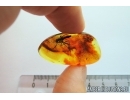 Big Snipe Fly, Rhagionidae. Fossil insect in Baltic amber #6980