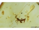 COLLEMBOLA, SPRINGTAIL. Fossi inclusion in Baltic amber #6987