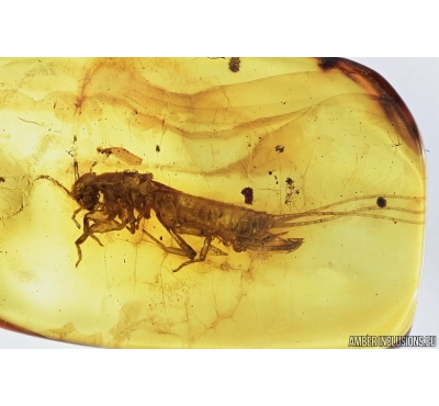 Silverfish, Lepismatidae (Zygentoma) with Ovipositor. Fossil inclusion in Baltic amber #6992