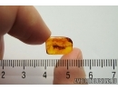 Silverfish, Lepismatidae (Zygentoma) with Ovipositor. Fossil inclusion in Baltic amber #6992