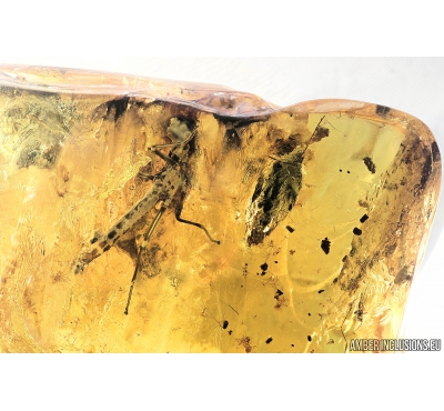 Big Walking stick Phasmatodea, Bud, Millipede and More.  Fossil inclusions in Baltic amber #7003
