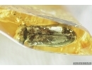 Rare Toe-Winged Beetle, Ptilodactylidae. Fossil insect in Baltic amber #7035