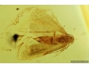 Nice Moth Lepidoptera . Fossil insect in Baltic amber #7040