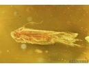 Nice Moth Lepidoptera . Fossil insect in Baltic amber #7040
