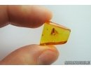 Nice Moth Lepidoptera . Fossil insect in Baltic amber #7040