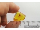 Nice Moth Lepidoptera . Fossil insect in Baltic amber #7040