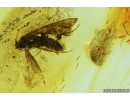 Moth Lepidoptera and Rare Lace bug nymph Tingidae . Fossil insects in Baltic amber #7044