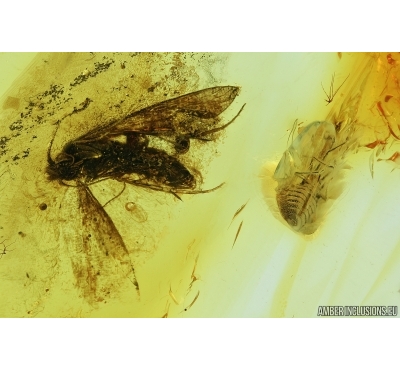 Moth Lepidoptera and Rare Lace bug Tingidae . Fossil insects in Baltic amber #7044