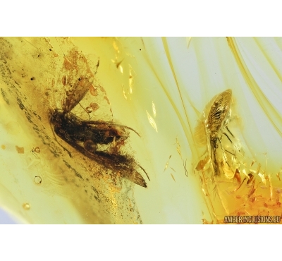 Moth Lepidoptera and Rare Lace bug nymph Tingidae . Fossil insects in Baltic amber #7044