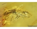 Moth Lepidoptera and Rare Lace bug nymph Tingidae . Fossil insects in Baltic amber #7044