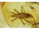 Rare Water Bug, Veliidae. Fossil insect in Baltic amber #7056