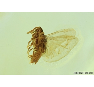 VERY NICE TWISTED-WINGED (STYLOPID), STREPSIPTERA. Fossil insect in Baltic amber #7058