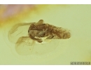 VERY NICE TWISTED-WINGED (STYLOPID), STREPSIPTERA. Fossil insect in Baltic amber #7058