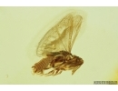 VERY NICE TWISTED-WINGED (STYLOPID), STREPSIPTERA. Fossil insect in Baltic amber #7058