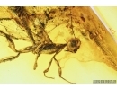 EXTREMELY RARE CROWN WASP, STEPHANIDAE. Fossil inclusion in Baltic amber #7061