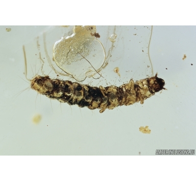 Soldier Beetle larva, Cantharidae. fossil insect in Baltic amber #7081