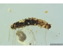 Soldier Beetle larva, Cantharidae. fossil insect in Baltic amber #7081