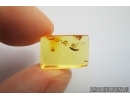 Soldier Beetle larva, Cantharidae. fossil insect in Baltic amber #7081