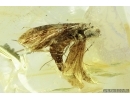 Moth, Lepidoptera. Fossil insect in Ukrainian Rovno amber #7092R