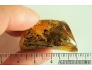 Isopoda, Woodlice. Fossil insect in Baltic amber #7100