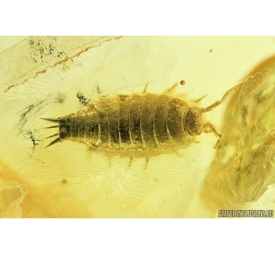 Isopoda, Woodlice. Fossil insect in Baltic amber #7101