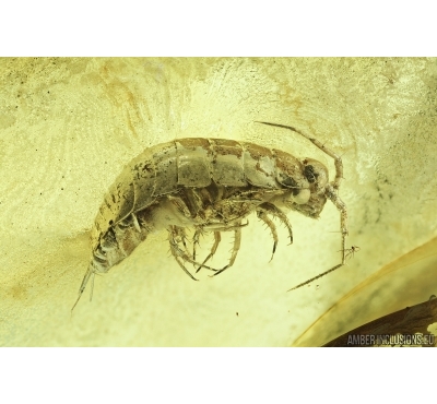Rare Isopoda, Ligiidae. Fossil insect in Baltic amber #7103