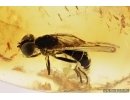 Hover Fly, Syrphidae. Fossil insect in Baltic amber #7117