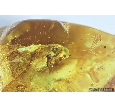 Snipe Fly, Rhagionidae, Moss, Spider and More. Fossil insects in Baltic amber #7123