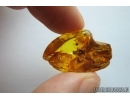 Snipe Fly, Rhagionidae, Moss, Spider and More. Fossil insects in Baltic amber #7123