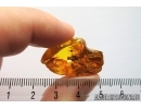 Snipe Fly, Rhagionidae, Moss, Spider and More. Fossil insects in Baltic amber #7123