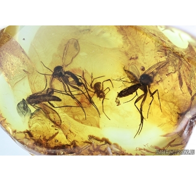 Fungus Gnat Mycetophilidae with Eggs and Spider. fossil inclusions in Baltic amber #7125