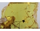 Hemiptera, Cicadina in  Spider Web and More. Fossil inclusions in Baltic amber #7133