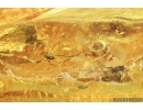 Harvestman Opiliones and Ant Hymenoptera. Fossil inclusions in Baltic amber #7138