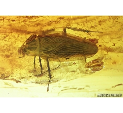 Big 14mm! Cockroach, Blattaria. Fossil insect in Baltic amber #7143