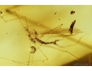 Chilopoda Geophilidae and Crane fly Limoniidae with many Mites Acari. Fossil inclusions in Baltic amber #7144