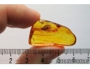 Caddisfly Trichoptera and Black fly Simuliidae. Fossil insects in Baltic amber #7151