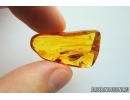 Caddisfly Trichoptera and Black fly Simuliidae. Fossil insects in Baltic amber #7151