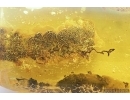 Moss and rare Fern. Fossil inclusions in Baltic amber #7154