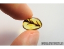 Nice Plant. Fossil inclusion in Baltic amber #7160