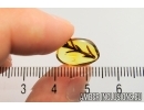 Nice Plant. Fossil inclusion in Baltic amber #7160