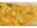 Coccid Matsucoccus, Gnats and Ants. Fossil insects in Baltic amber #7170