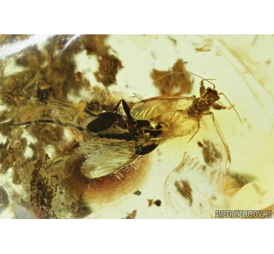 Aphid and Scuttle Fly Phoridae . Fossil insects in Baltic amber #7171