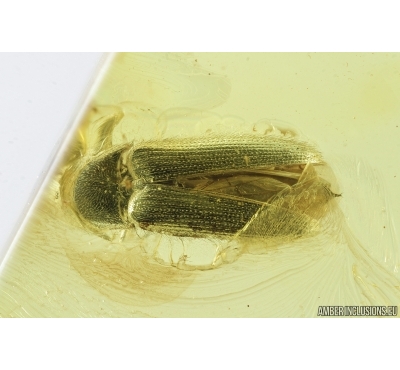 Click beetle, Elateroidea. Fossil inclusion in Baltic amber #7173