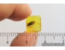 Click beetle, Elateroidea. Fossil inclusion in Baltic amber #7173