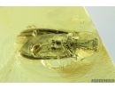 Click beetle, Elateroidea. Fossil inclusion in Baltic amber #7173