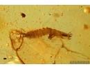 Carabidae Ground beetle larva, Mite and Gnat . Fossil insects in Baltic amber #7176