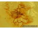Carabidae Ground beetle larva, Mite and Gnat . Fossil insects in Baltic amber #7176